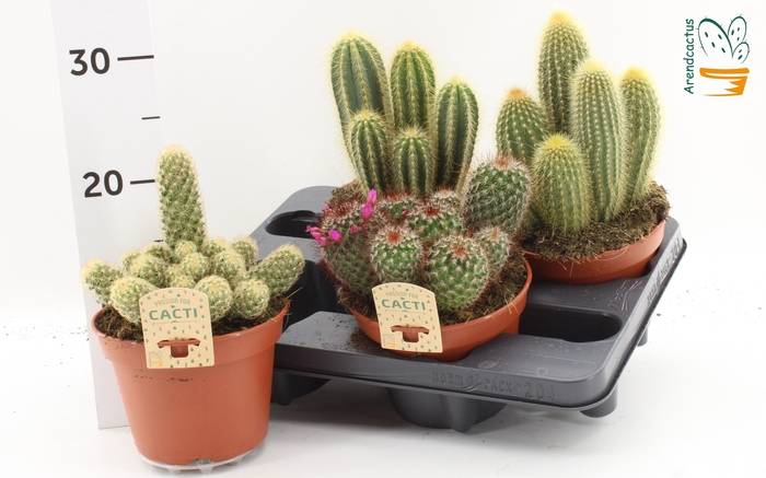 <h4>CACTUS GEM</h4>