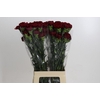 Dianthus St Zurigo
