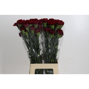 Dianthus St Zurigo