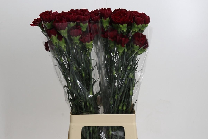 Dianthus St Zurigo