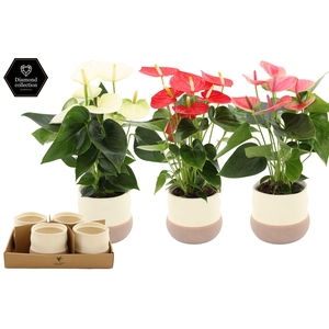 Anthurium 12 cm 3 color mix in Imperfect Bag ceramics