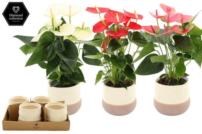 <h4>Anthurium 12 cm 3 color mix in Imperfect Bag ceramics</h4>