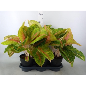 Aglaonema   ...