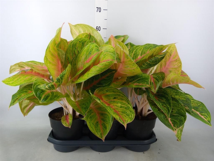<h4>Aglaonema ...</h4>