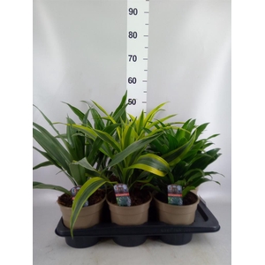Dracaena   ...mix