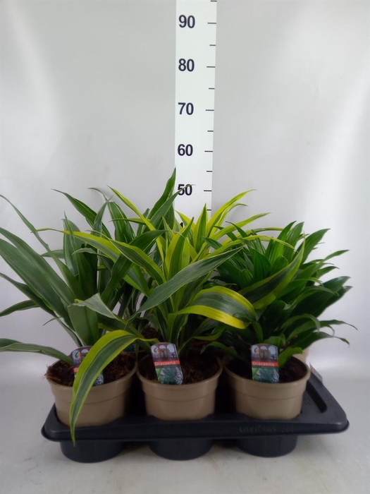 <h4>Dracaena   ...mix</h4>