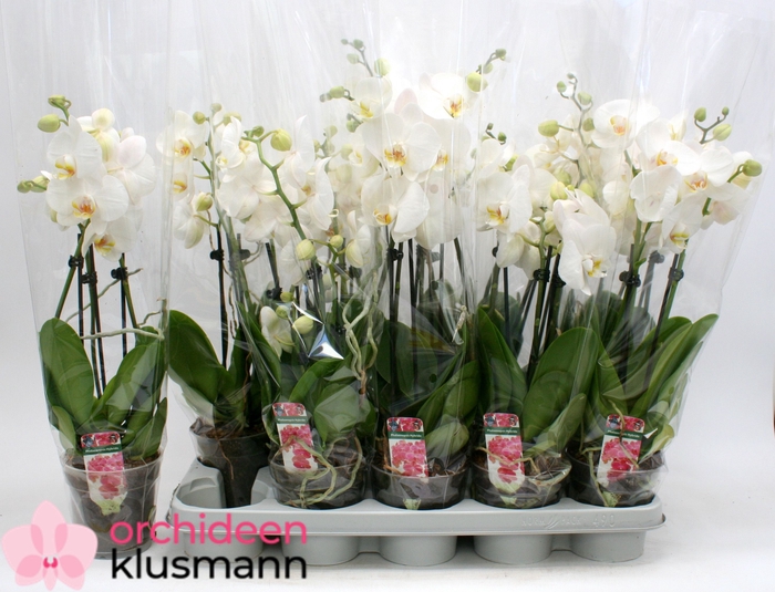 <h4>PHAL OV WIT</h4>