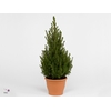 PICEA GL DECEMBER