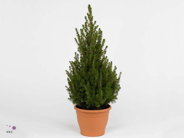 PICEA GL DECEMBER