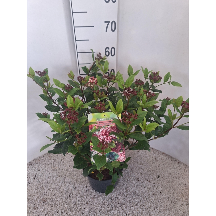 <h4>Viburnum tinus 'Gwenllian'</h4>