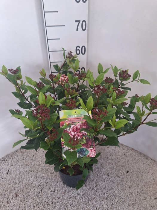 <h4>Viburnum tinus 'Gwenllian' C4</h4>