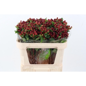 Hyp Burgundy Pac Spray