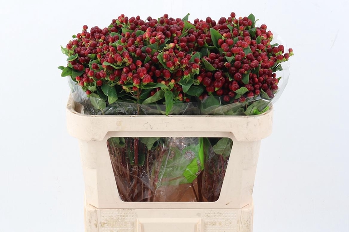 <h4>Hyp Burgundy Pac Spray</h4>