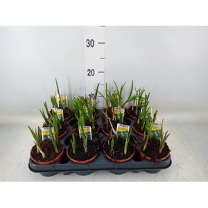 Fritillaria meleagris