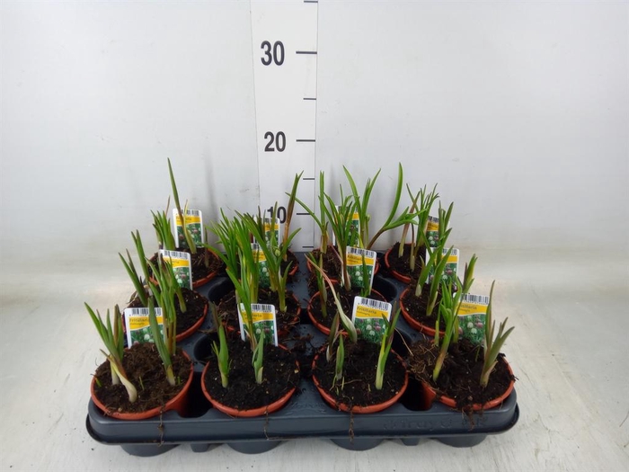 <h4>Fritillaria meleagris</h4>