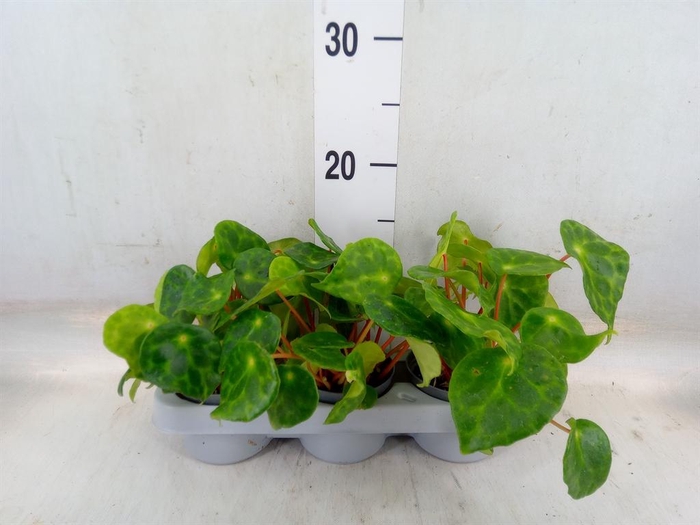 <h4>Planten   ... L%</h4>