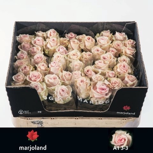 R Gr Lovely Dolomiti Marjoland 33