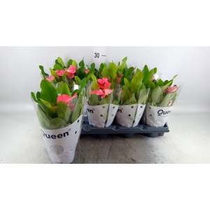 Euphorbia milii   ...