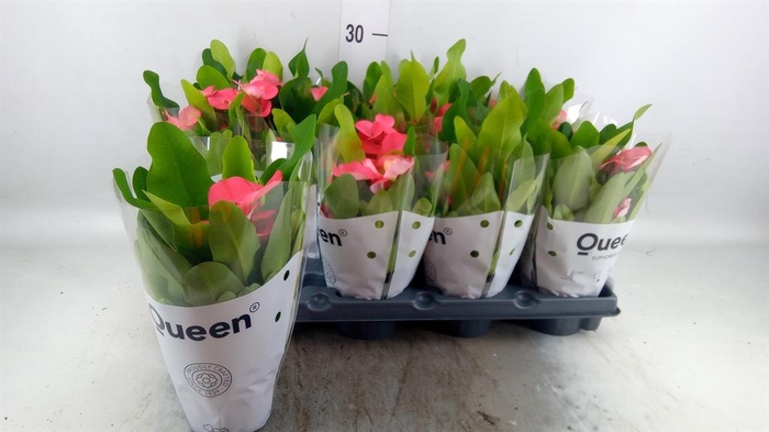 <h4>Euphorbia milii   ...</h4>
