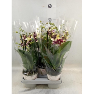 Phalaenopsis   ...mix