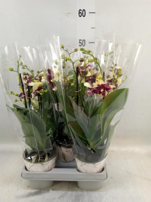 <h4>Phalaenopsis   ...mix</h4>