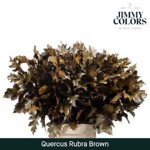 Quercus Rubra L80 Brown