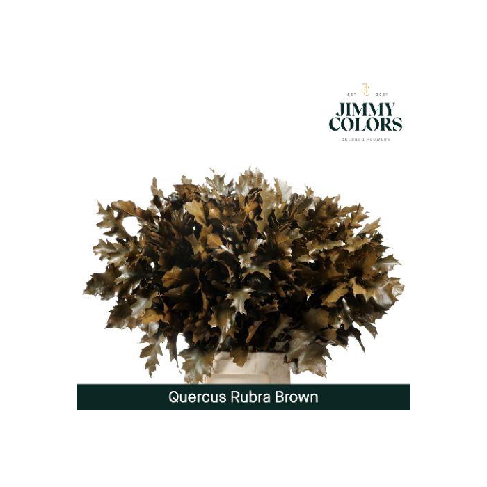 <h4>Quercus Rubra L80 Brown</h4>