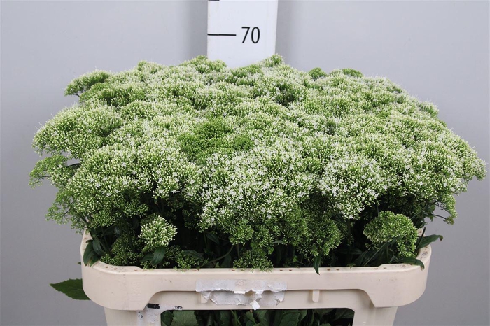 <h4>Trach Wh Lake Michig</h4>