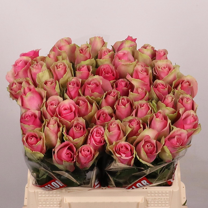 <h4>R GR BELLEVUE</h4>