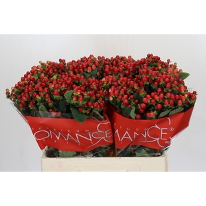 Hypericum Red Light Romance