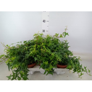 Hedera helix 'Tres Coupe'