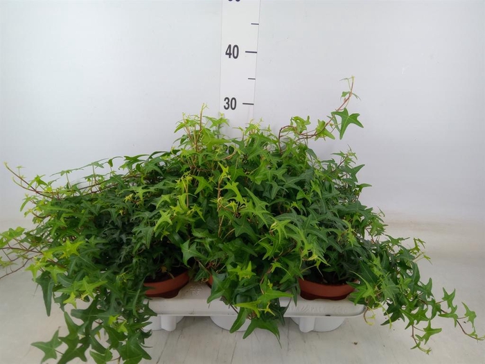 <h4>Hedera helix 'Tres Coupe'</h4>