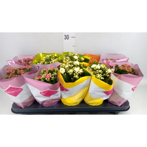 Kalanchoe blos. 'Perfecta'  ..mix 4