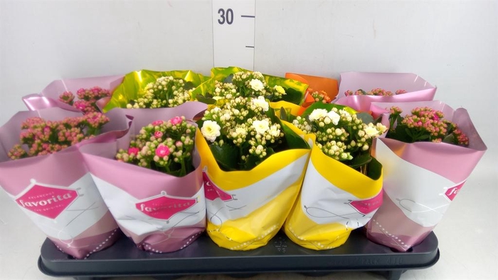 <h4>Kalanchoe blos. 'Perfecta'  ..mix 4</h4>
