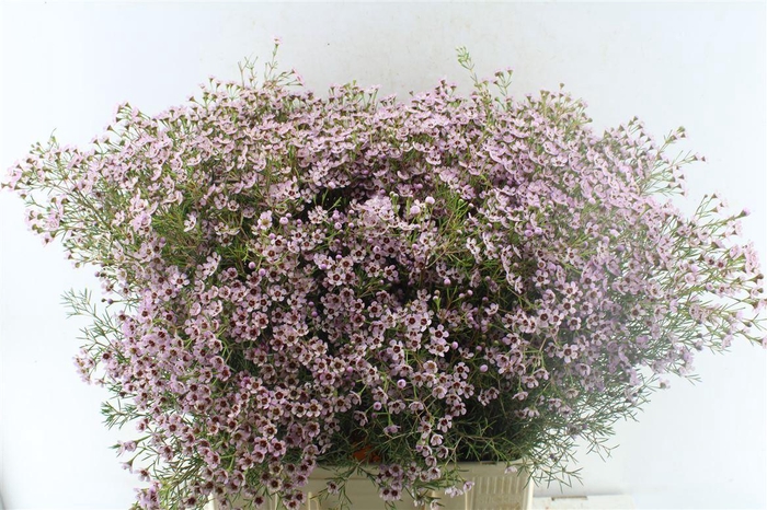 <h4>Chamelaucium Jupiter Sol</h4>