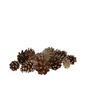 Pine cone Sylvester 5kg