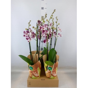 Phalaenopsis  'FC Untold Storie'
