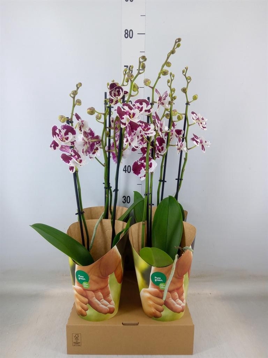 <h4>Phalaenopsis  'FC Untold Storie'</h4>