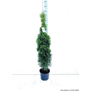 THUJA O SMARAGD
