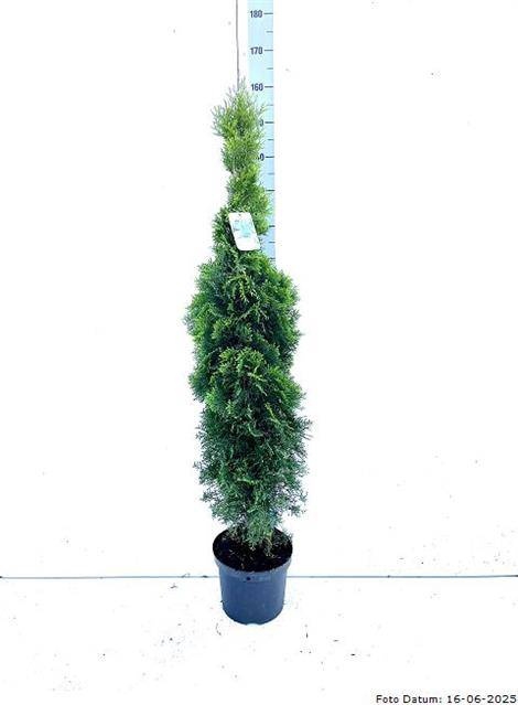 <h4>THUJA O SMARAGD</h4>