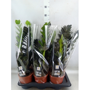 Zamioculcas zamiifolia 'Dowon'