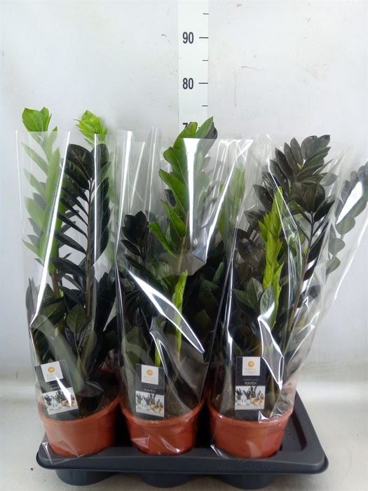 <h4>Zamioculcas zamiifolia 'Dowon'</h4>