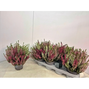 CALLU NOVA GEM 3 KL