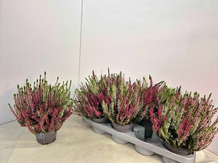 <h4>CALLU NOVA GEM 3 KL</h4>
