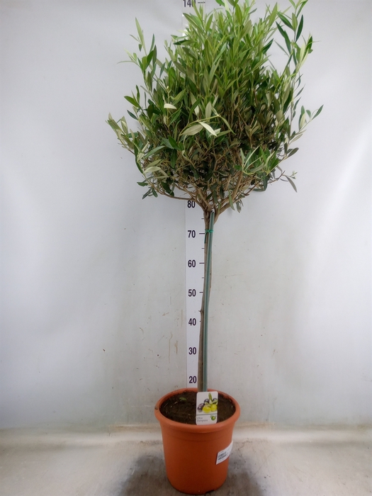 <h4>Olea europaea</h4>