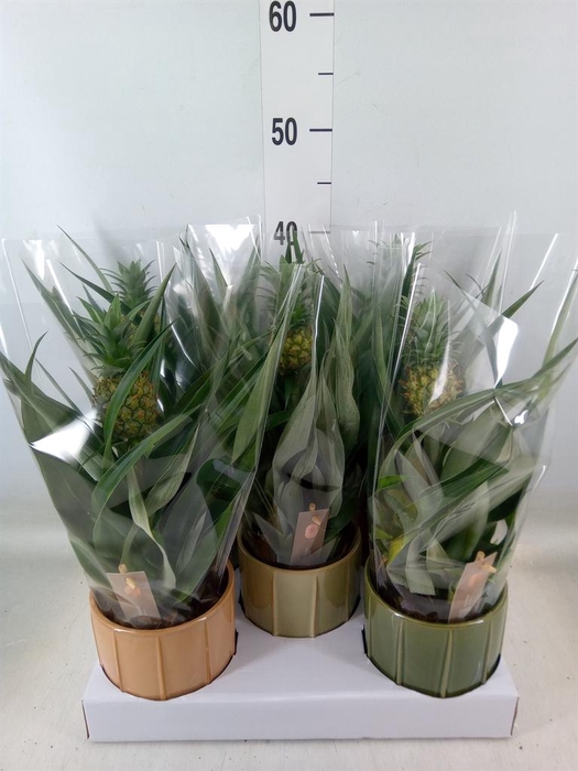 <h4>Ananas  'Mi Amigo'</h4>