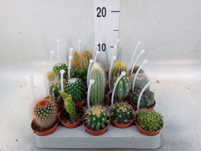 <h4>Cactus   ...mix</h4>