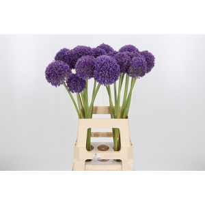 Allium Giganteum