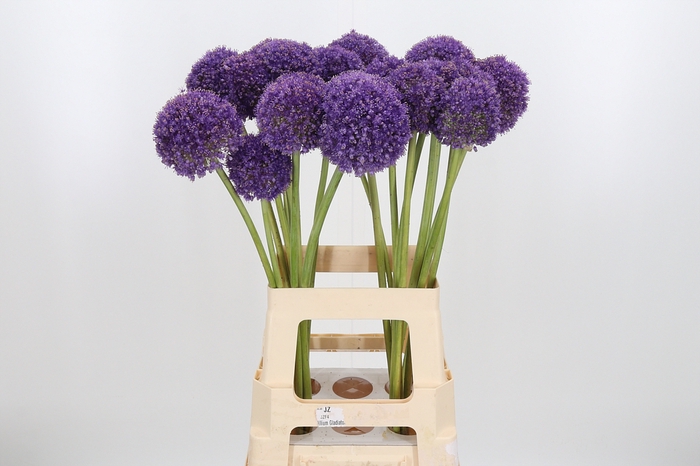 <h4>Allium Giganteum</h4>