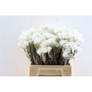 Kaaps Cape Snow P Bunch